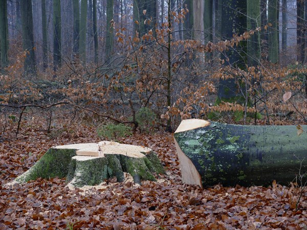 Freshly felled beech tree