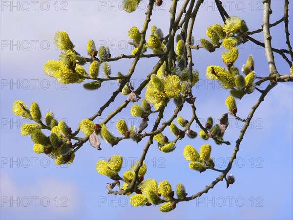 Willow in flower