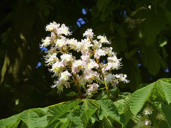 Horse Chestnut in flower