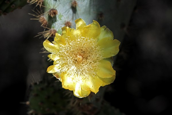 Galapagos Prickly Pear Cactus