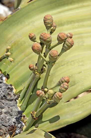 Welwitschia Plant Welwitschia mirabellis female Namib Desert Namibia