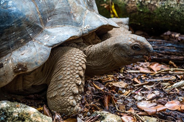 Aldabra giant tortoise