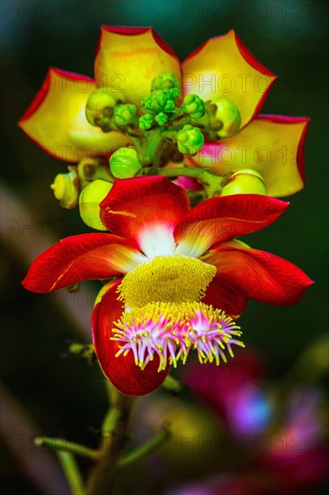 Cannonball tree