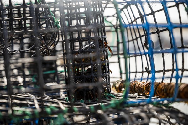 Small crabs used as bait in octopus traps in Alvor