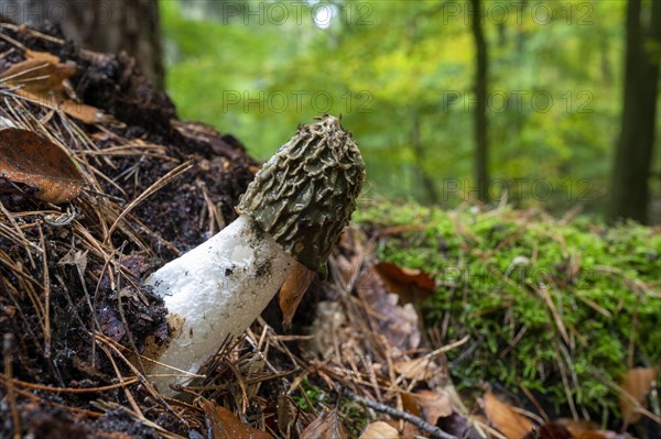 Common stinkhorn