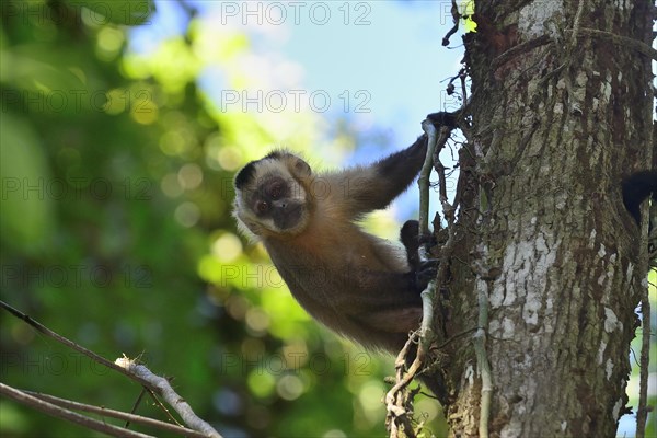 Tufted Capuchin