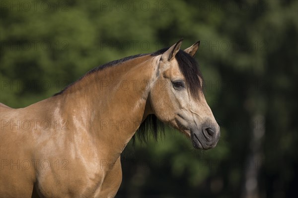 Pura Raza Espanola stallion dun in natural portrait