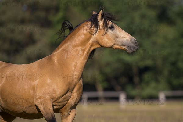 Pura Raza Espanola stallion dun with flowing mane in moving portrait