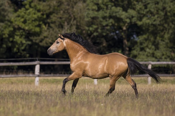 Pura Raza Espanola stallion dun galloping in the summer pasture