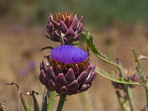 Flowering artichoke