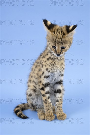 Serval
