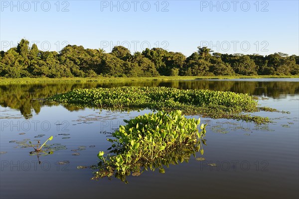 Jungle reflected in the water of Lago San Fernando
