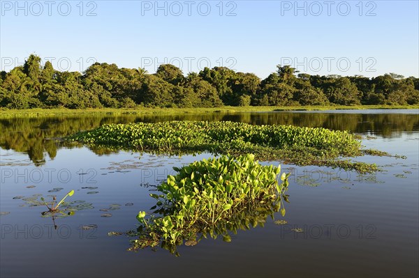 Jungle reflected in the water of Lago San Fernando