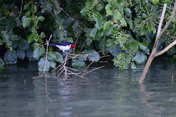 The red-capped cardinal