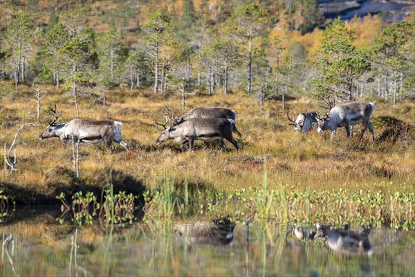 Reindeer