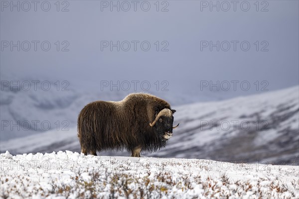 Musk Ox Photo12 imageBROKER Robert Haasmann