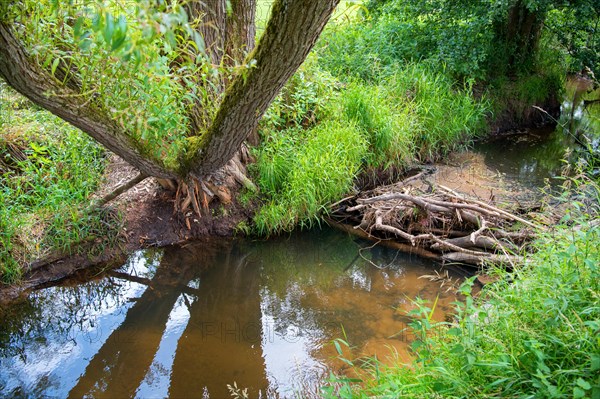 Beaver dam and trees with feeding marks in sunshine