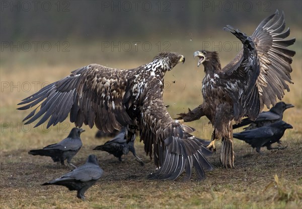 White-tailed eagle