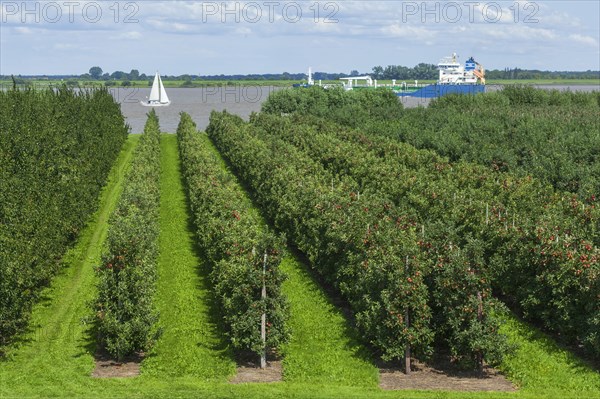 Apple orchard with Elbe