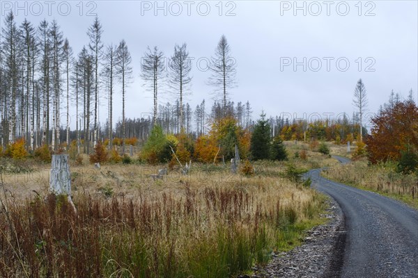 Deforested area and bare spruces