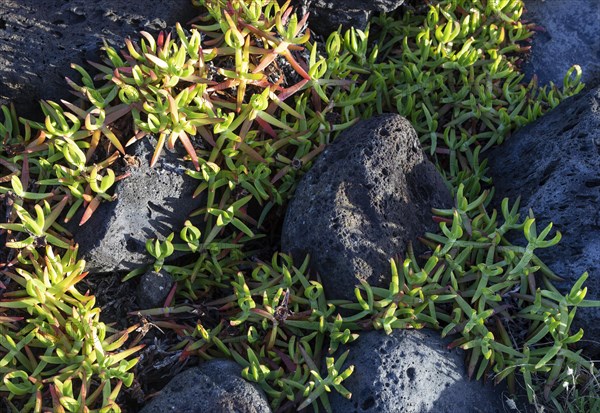 Carpobrotus rossii