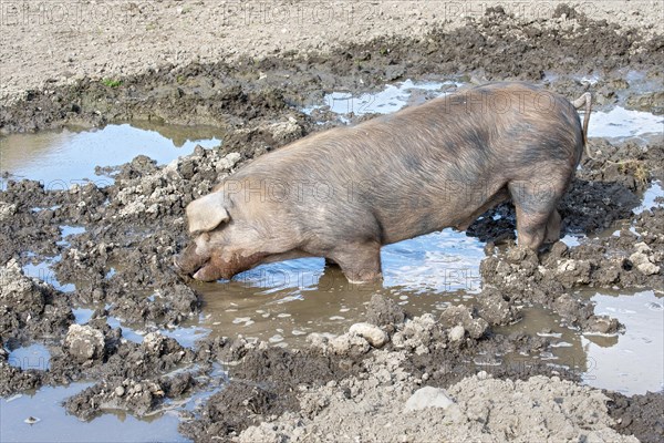 Duroc pig standing in the mud pool