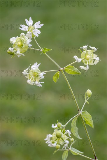 Silene baccifera