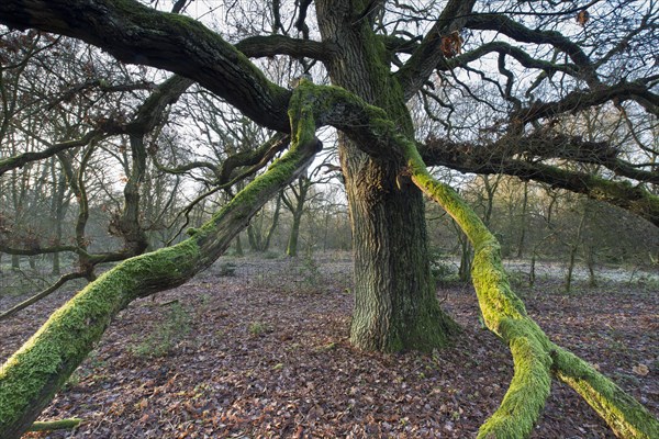 Wood pasture oak