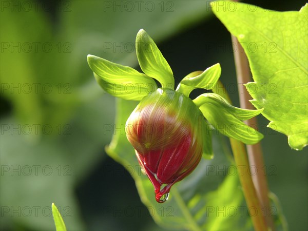 Water drop on dahlia bud