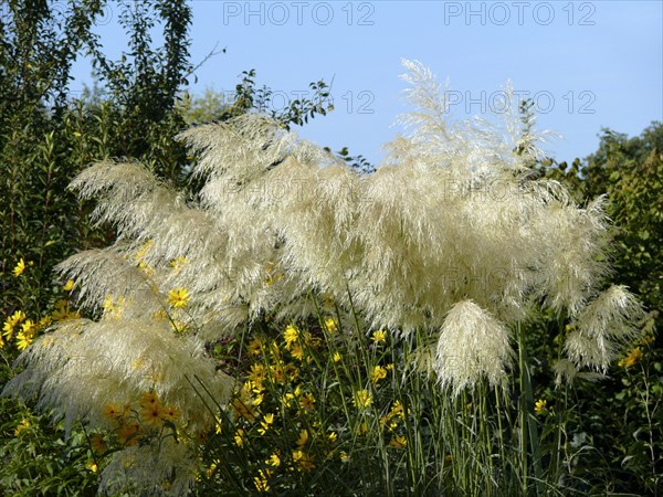 Pampas grass