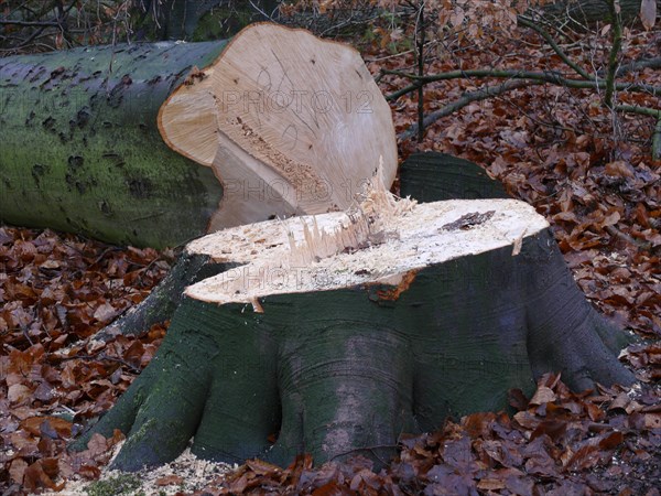 Freshly felled beech tree