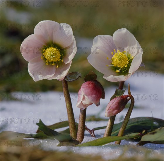 Snow Roses