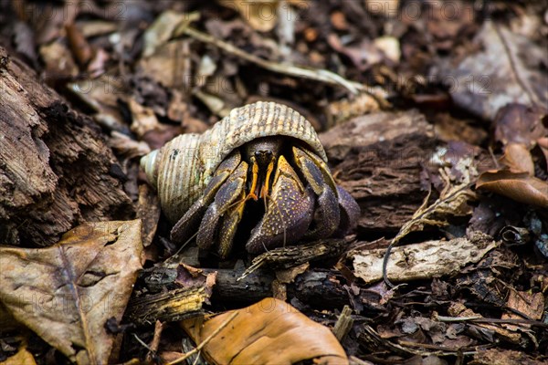 Land hermit crab