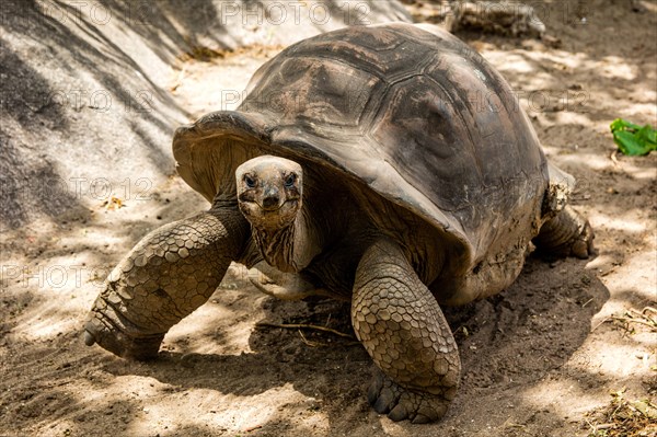 Aldabra giant tortoise