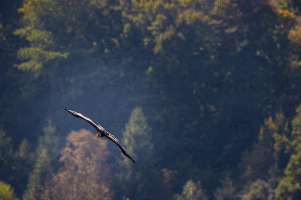 Lesser spotted eagle