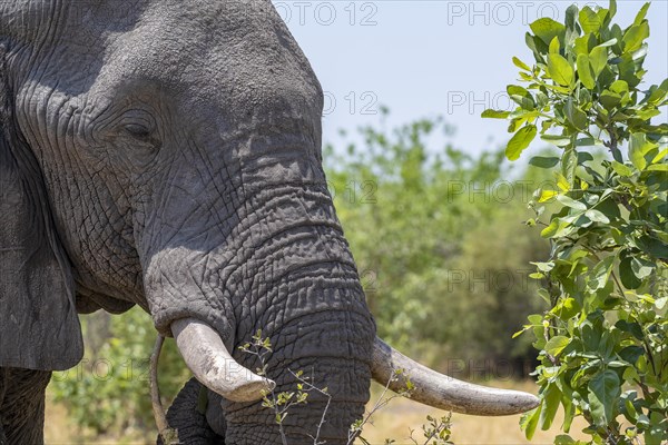 African elephant