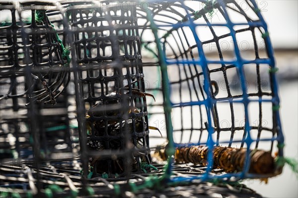 Small crabs used as bait in octopus traps in Alvor