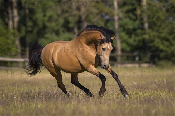 Pura Raza Espanola stallion dun at an exuberant gallop in the summer pasture