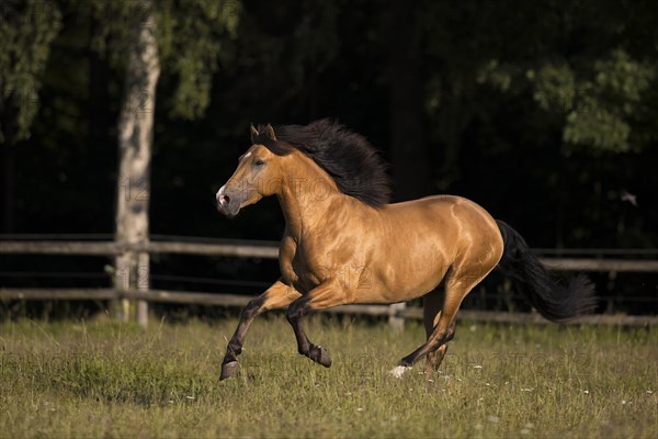 Pura Raza Espanola stallion dun with blowing mane in exuberant gallop on pasture