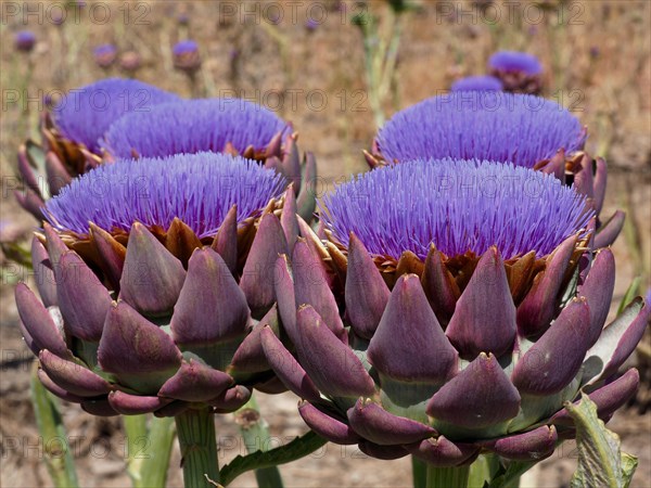 Flowering artichoke