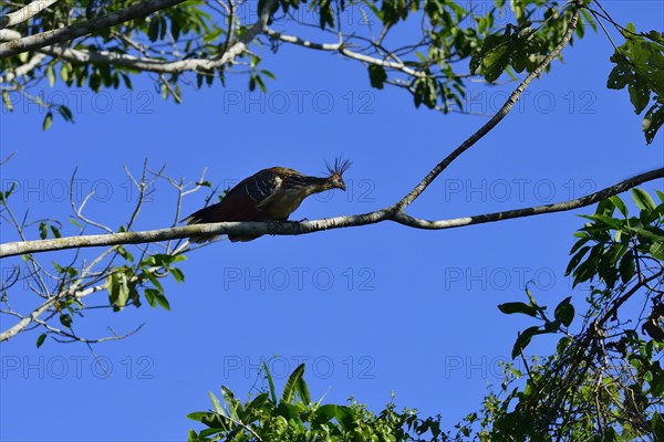 Hoatzin