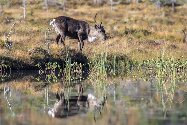 Reindeer