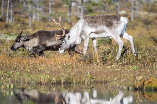 Reindeer