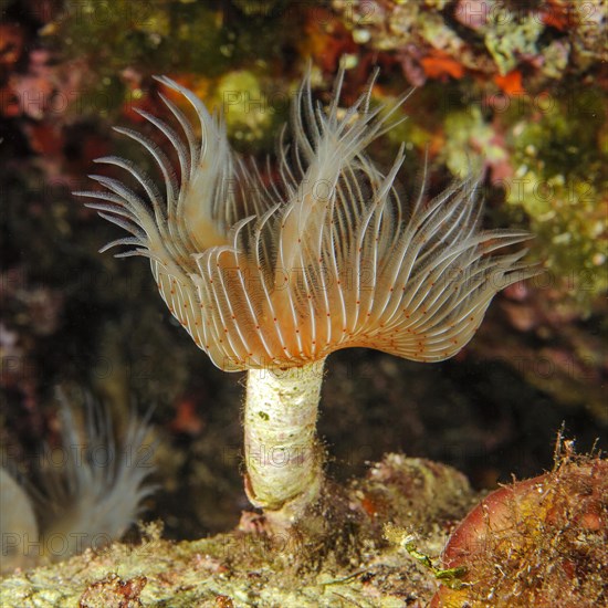 White lime tube worm with extended tentacle crown