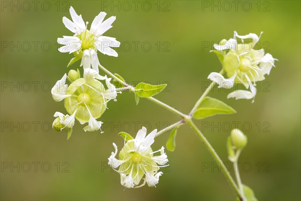 Silene baccifera