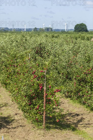 Apple orchard