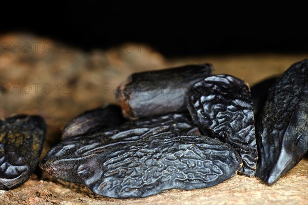 Tonka beans from the cumaru