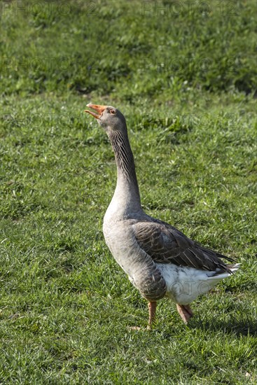 Greylag goose