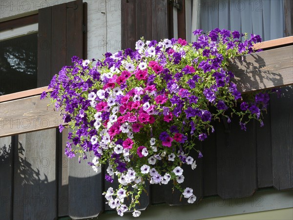 Summer flowers