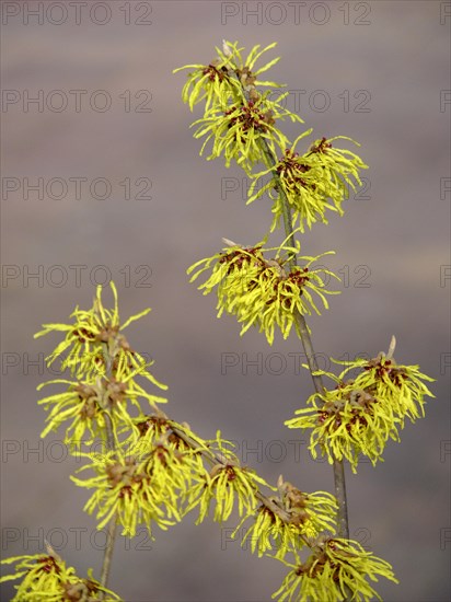 Witch Hazel flowering